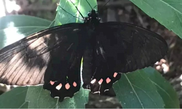 Pesquisadores da UFMG encontram borboleta rara na Serra da Canastra