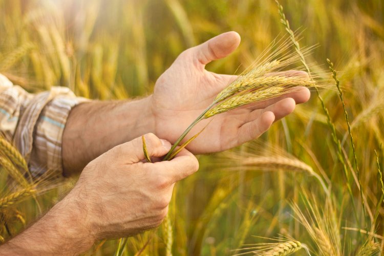 Plantio do trigo começa a ganhar relevância na região