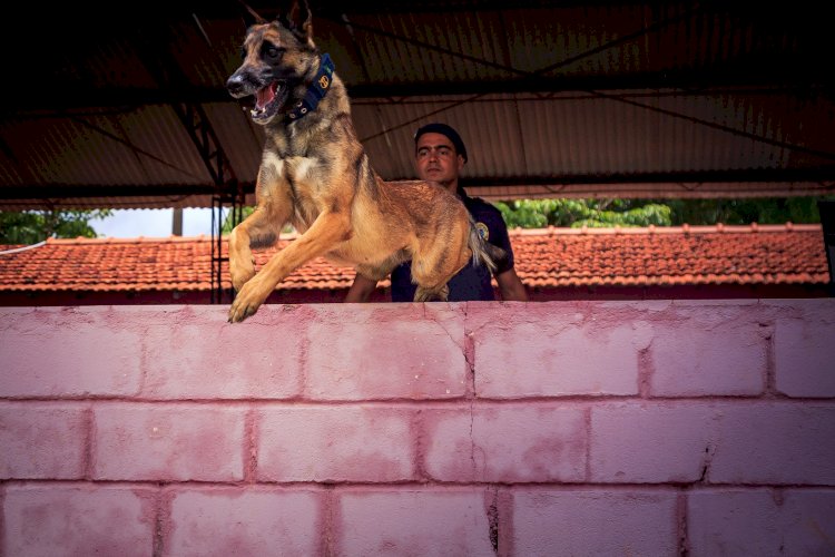 Kyra é destaque em campeonato de cães policiais