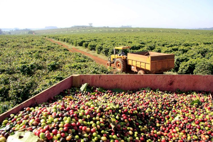 Tecnologia e ciência modernizam as plantações de café em Minas Gerais