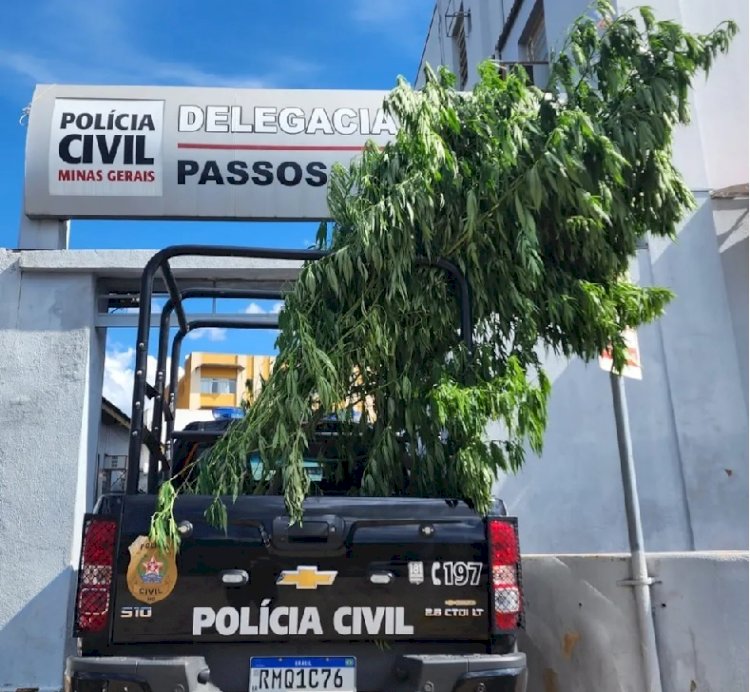 Polícia descobre plantação de maconha dentro de casa em Passos