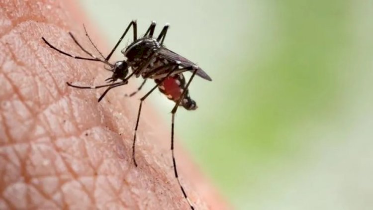 10.064 casos de dengue são registrados em Passos