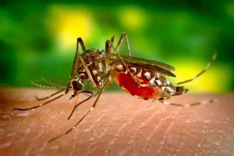 Minas Gerais passa de 100 mil casos confirmados de dengue