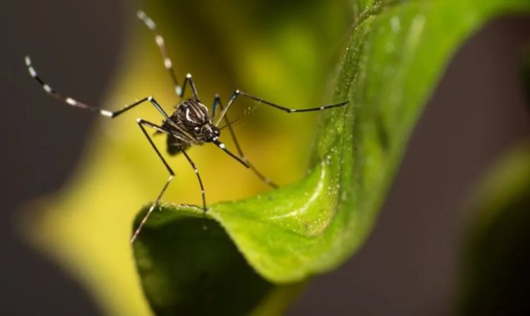 Dengue faz mais duas vítimas fatais e Passos registra 12.082 casos