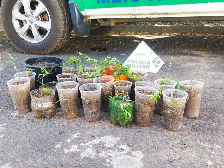 PM apreende plantação de maconha no Serra Verde em Passos