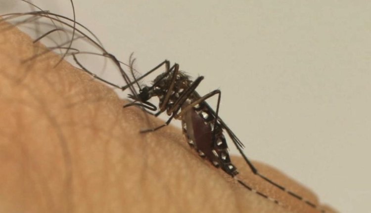 No Vale do Aço, 20 mil casos de dengue