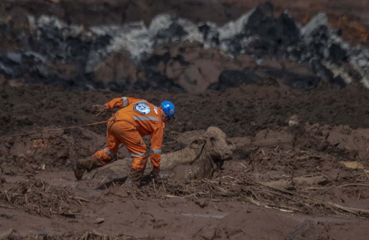 Os animais que pressentiram a tragédia de Brumadinho