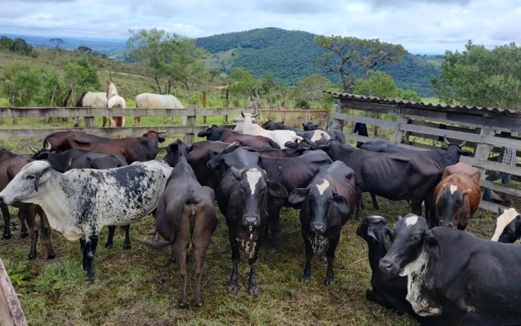 PM prende homem e recupera 24 animais furtados na região