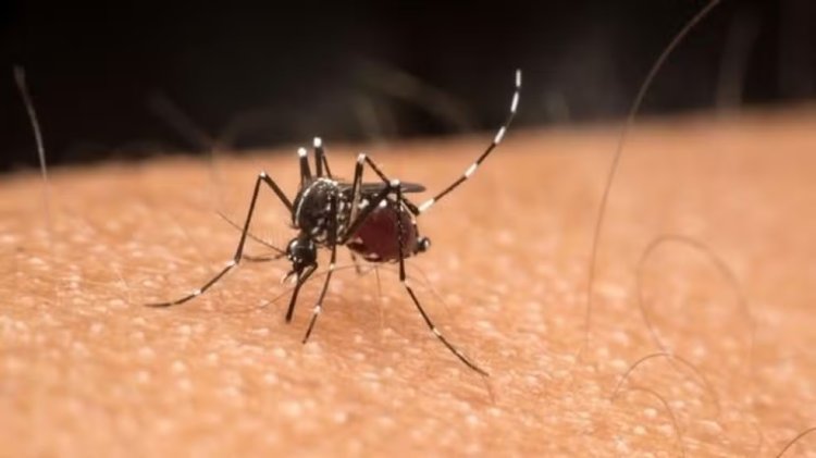 Quase 300 novos casos de dengue em Passos numa semana