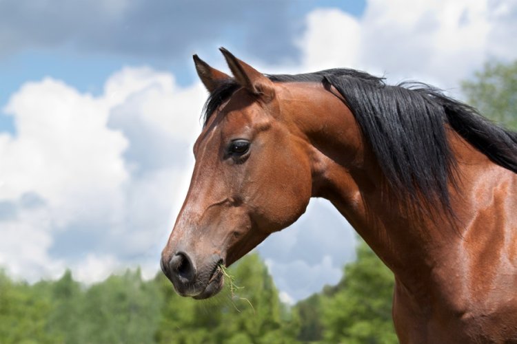 Jovem é condenado a 17 anos por roubar cavalo, carroça e outros bens