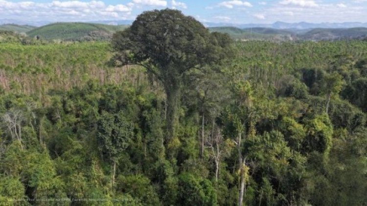 Maior árvore ameaçada é descoberta