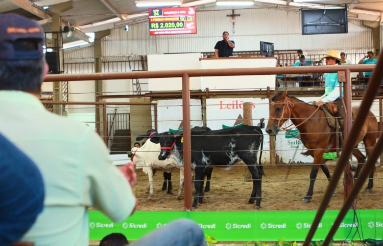 Leilões do SinRural comercializaram mais de 20 mil cabeças em 2024