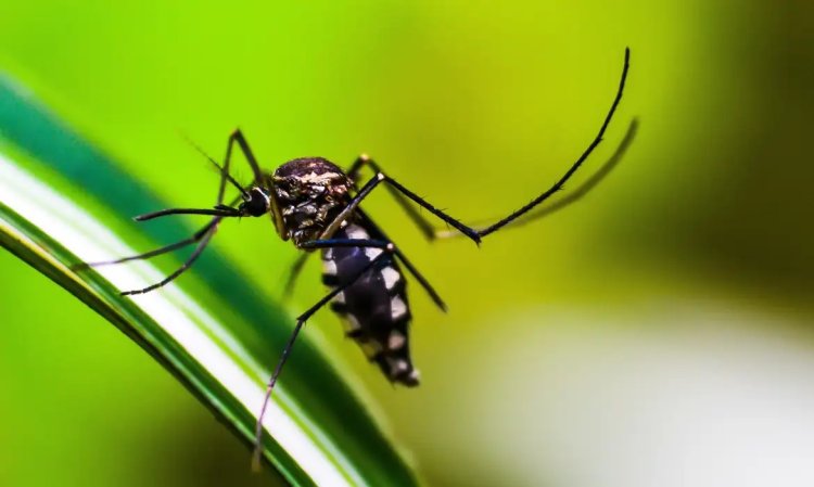 Ministério da Saúde confirma duas mortes por dengue em Minas Gerais