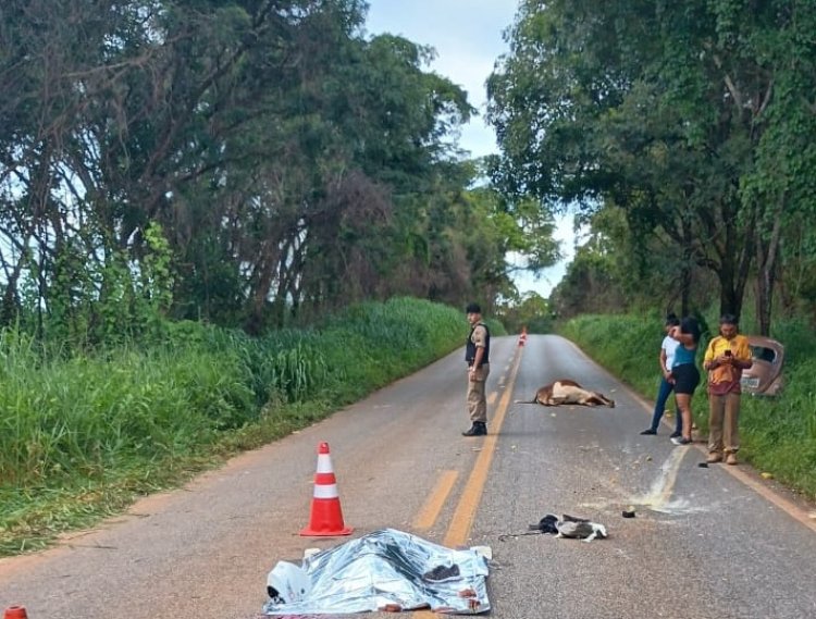 PMRv registra atropelamento de animal com vítima fatal