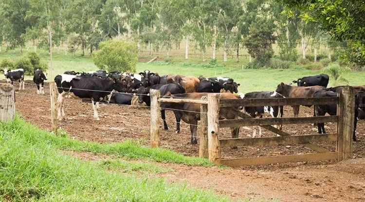 Cinco casos de raiva animal registrados em Carmo do Rio Claro