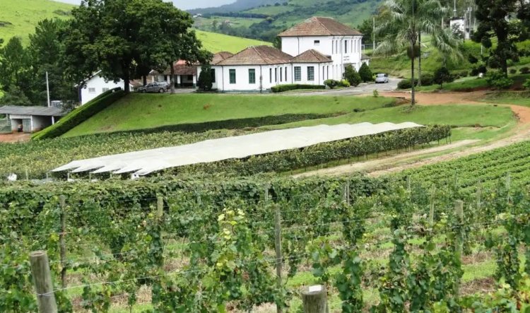 Epamig lança vinho rosé da safra 2025