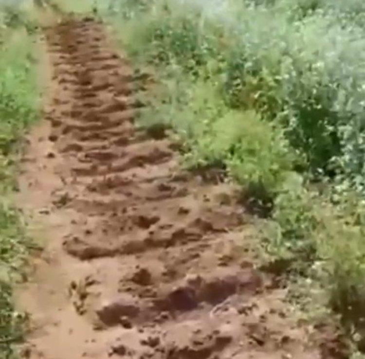 Em Paraíso, mudas de café são arrancadas e furtadas da lavoura