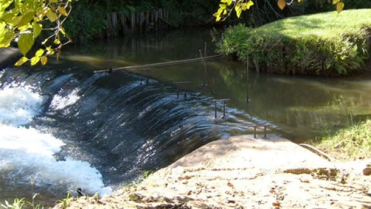 13 búfalas morrem afogadas no Ribeirão Bocaina, em Passos