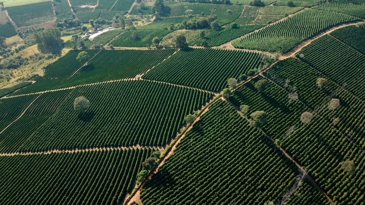 Cafeicultores  lançam marca território