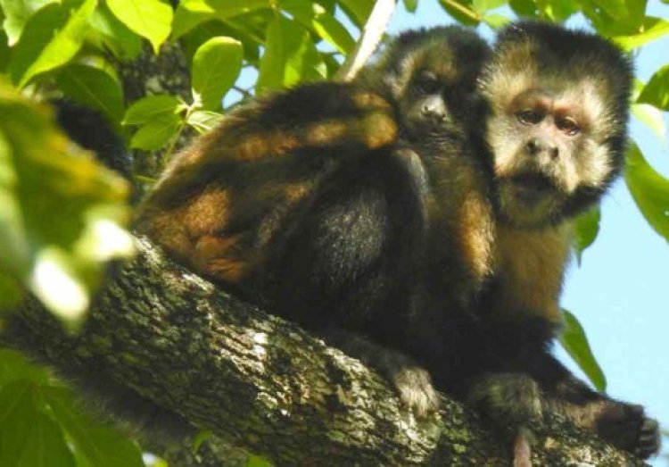 Pesquisa com macacos em Minas pode 'chacoalhar' arqueologia e ganha destaque