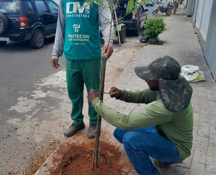 Prefeitura fornece e faz plantio de mudas de árvores em Passos